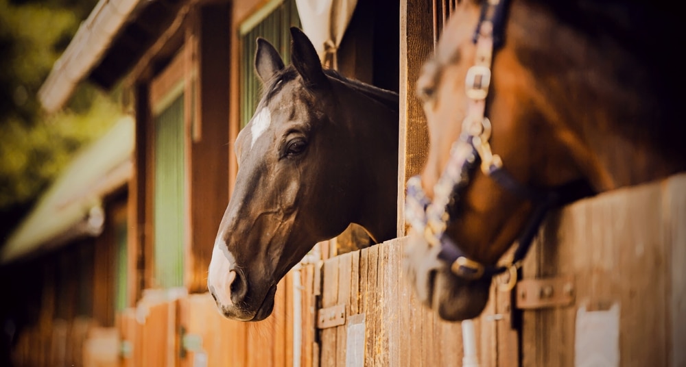 Horseback Riding in Nashville at R&M Stables with our bed and breakfast experience packages