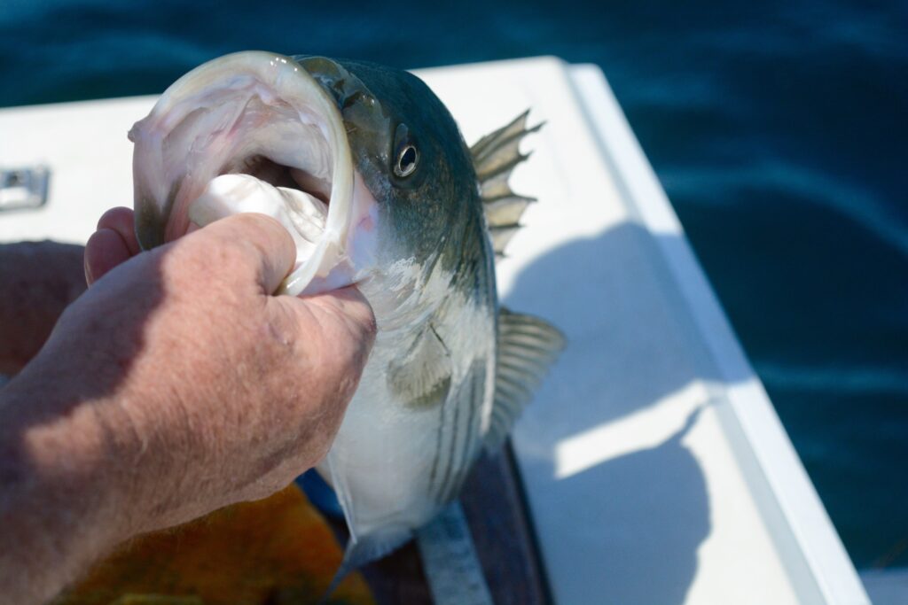 Holding,A,Striped,Bass,On,A,Boat,In,Cape,Cod
