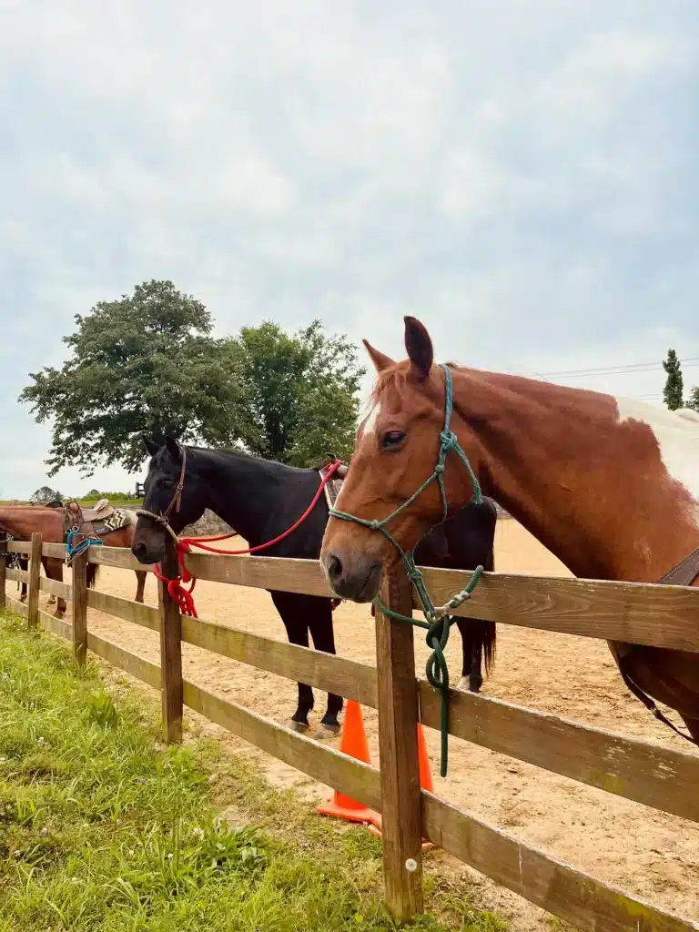 Horseback Riding